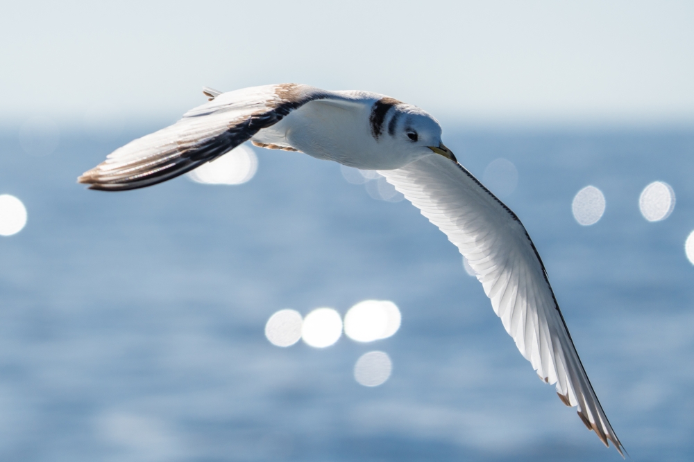 Our Ocean, Our Commitment, Our Opportunity - Magazine - Foto 1 - Yacht Club Costa Smeralda