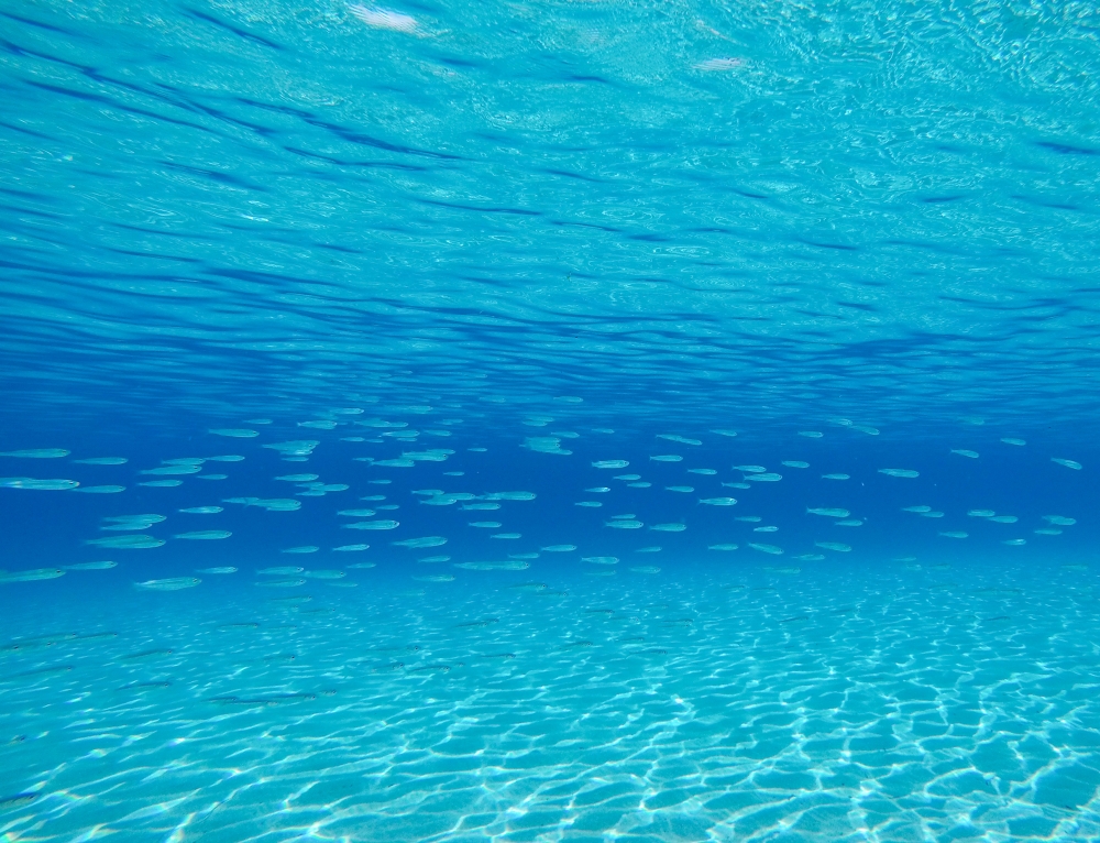 Our Ocean, Our Commitment, Our Opportunity - Magazine - Foto 6 - Yacht Club Costa Smeralda