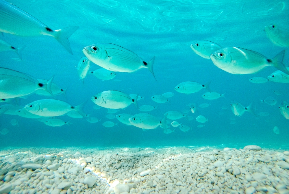 Our Ocean, Our Commitment, Our Opportunity - Magazine - Foto 5 - Yacht Club Costa Smeralda