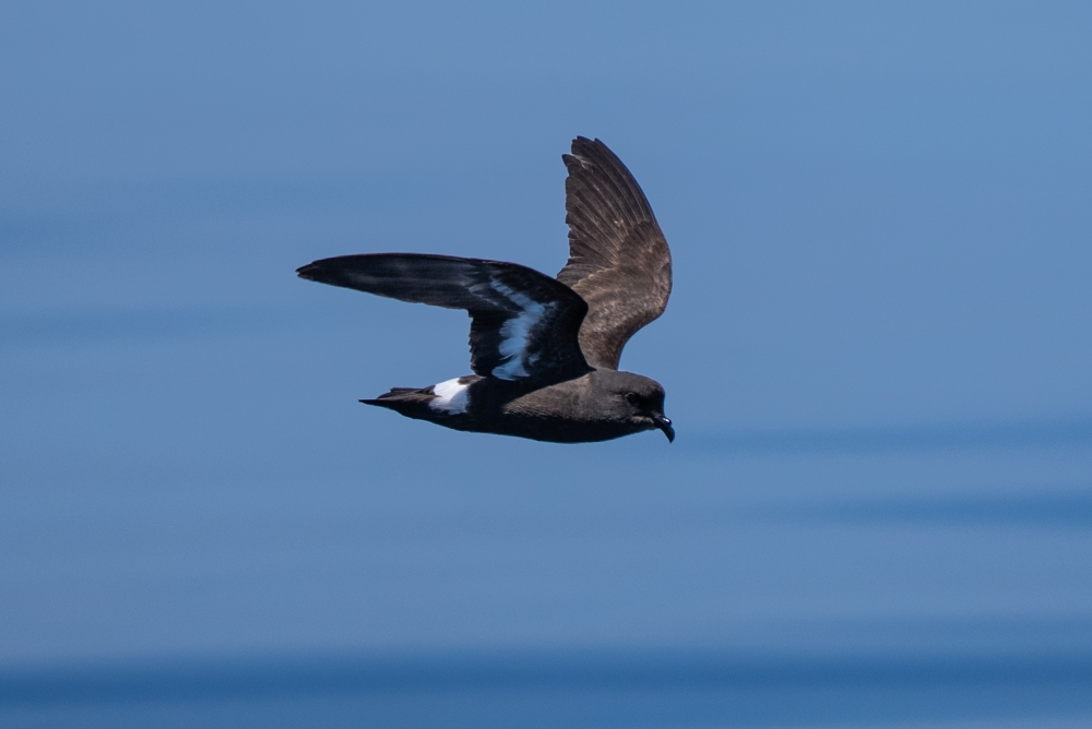 Our Ocean, Our Commitment, Our Opportunity - Magazine - Foto 2 - Yacht Club Costa Smeralda